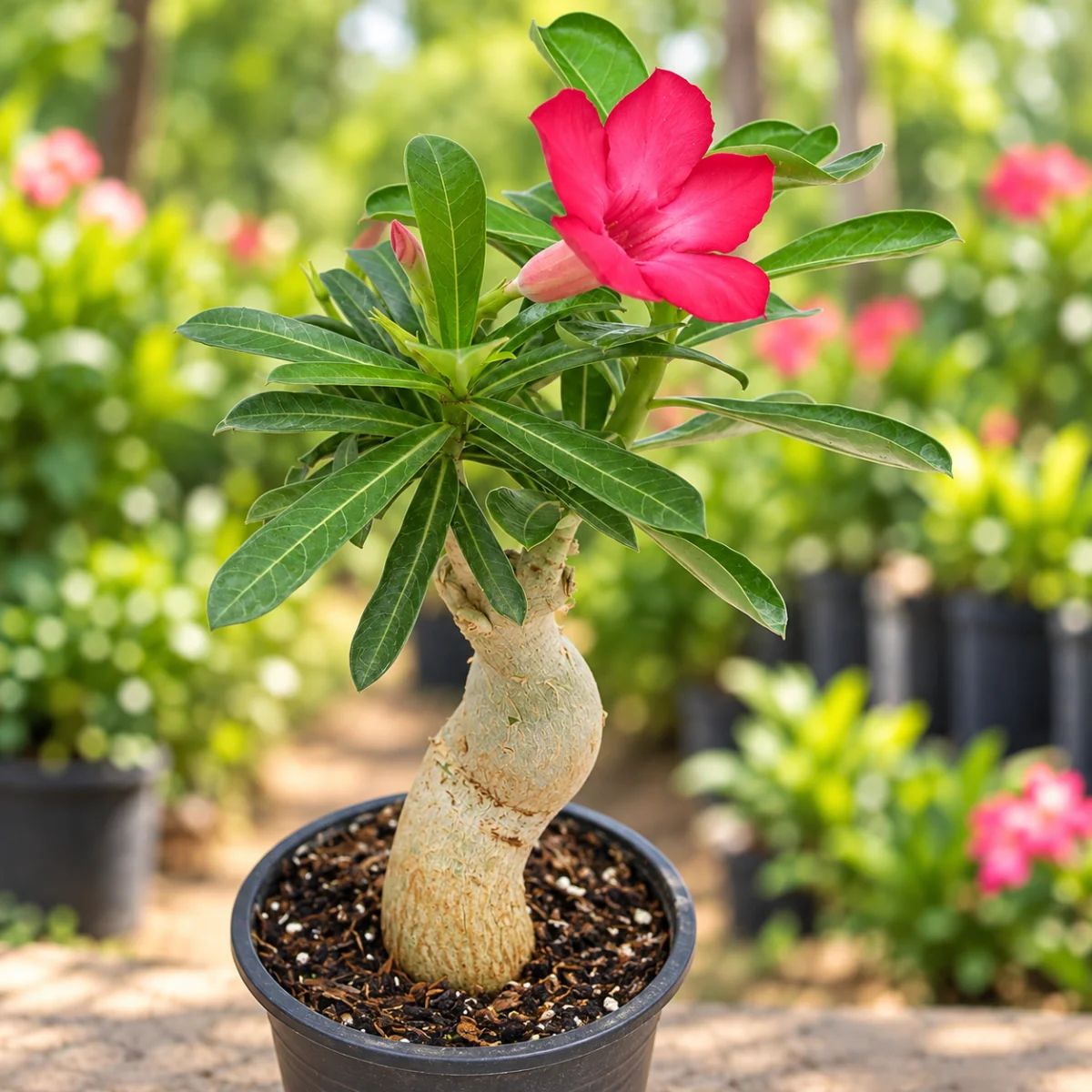 Adenium dark pink single layer