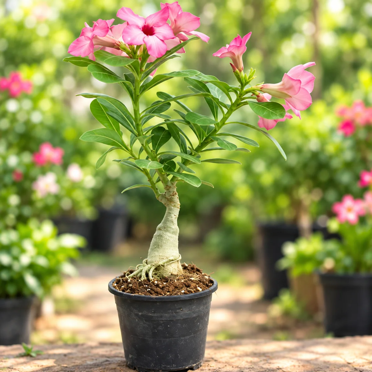 Adenium light pink single layer