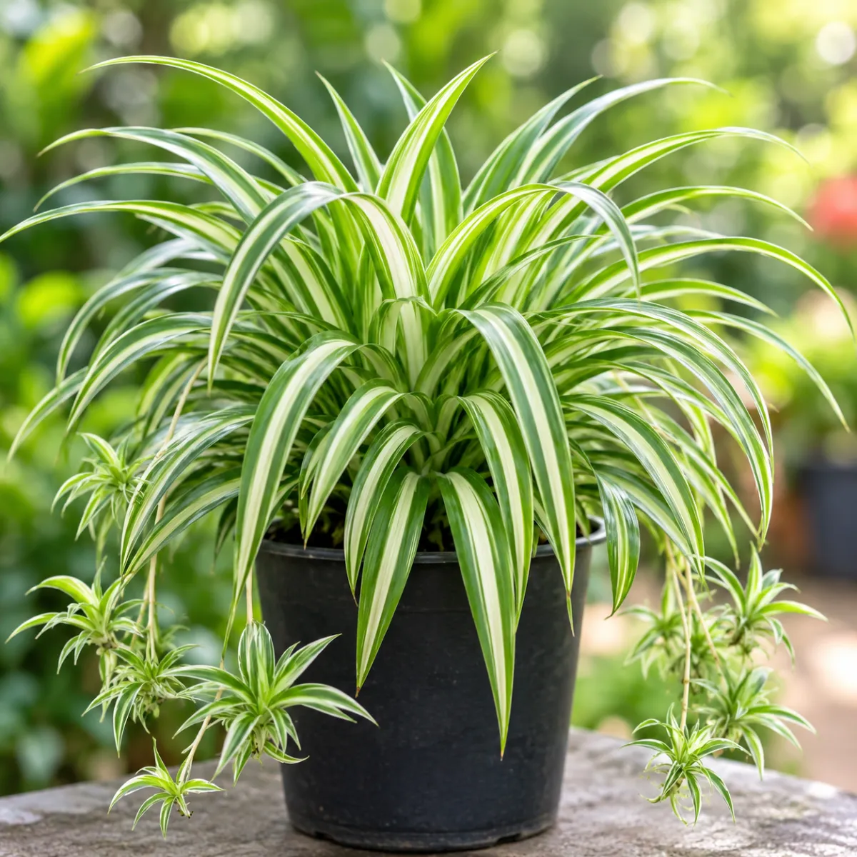 Spider Plant
