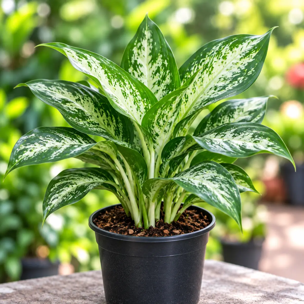 Aglaonema – Green+white