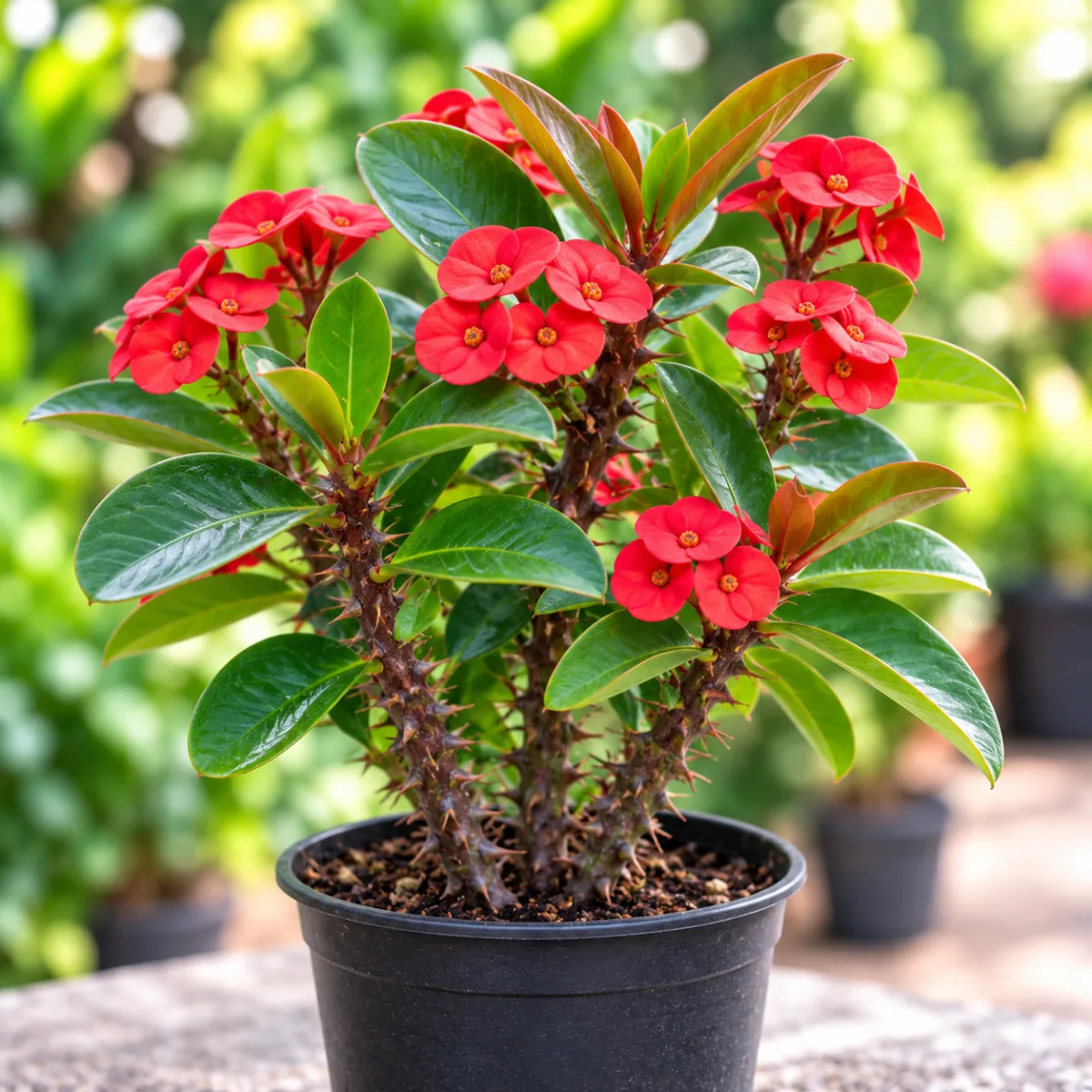 Emporbia red