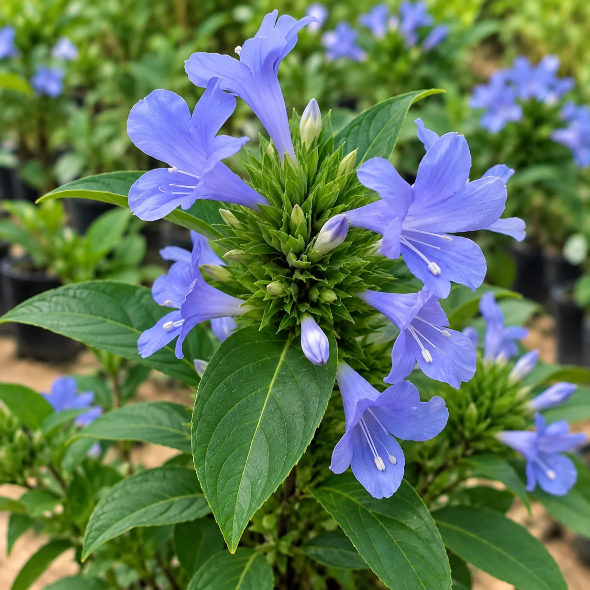 December Flower – Blue