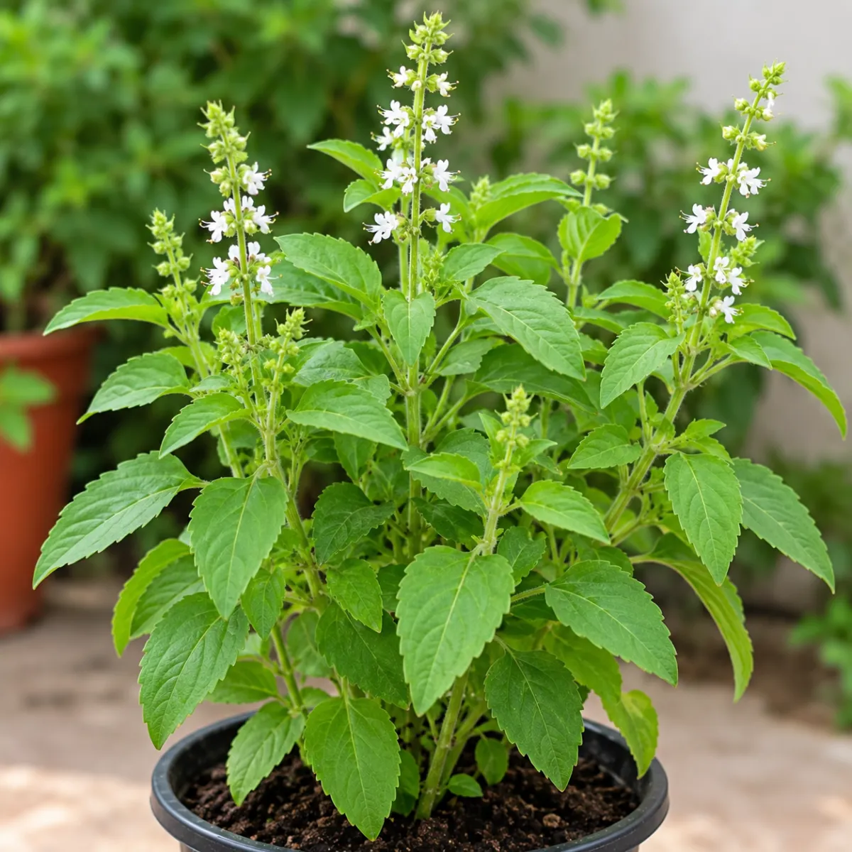 White Tulsi