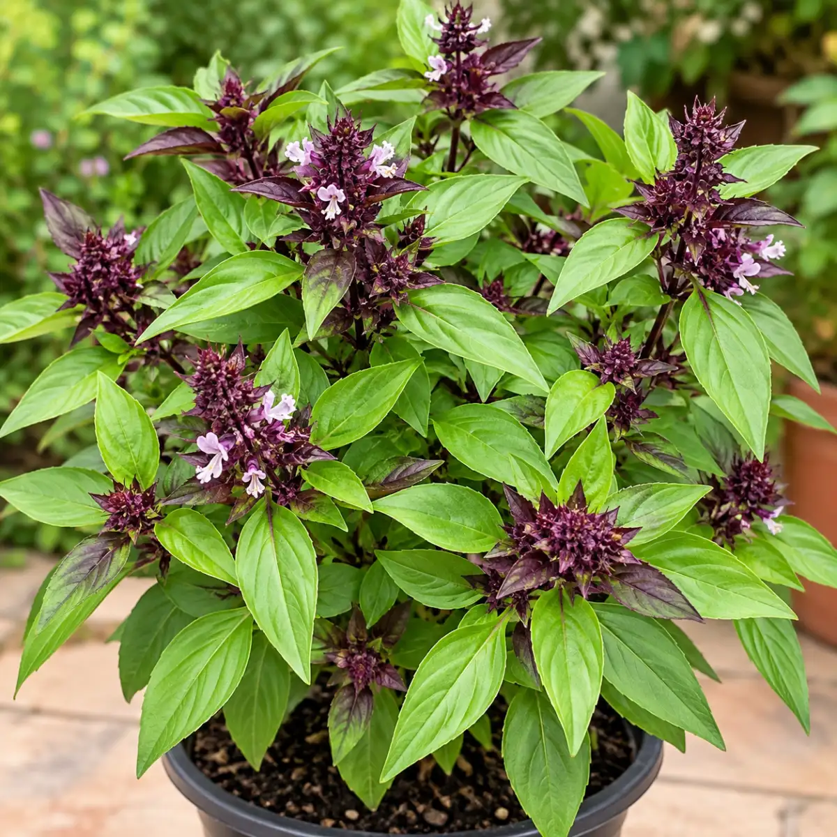 Sweet Basil