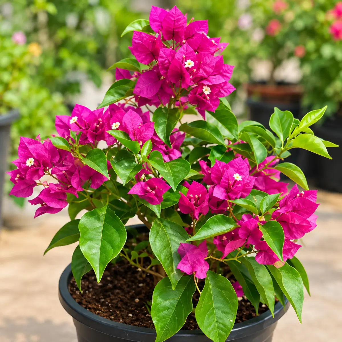 Bougainvillea