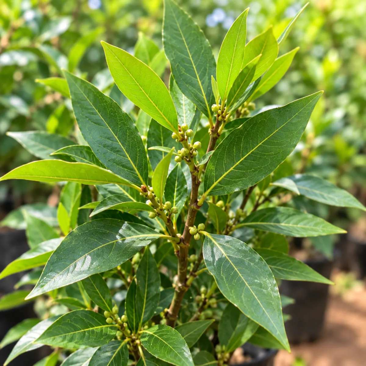 Bay Leaf