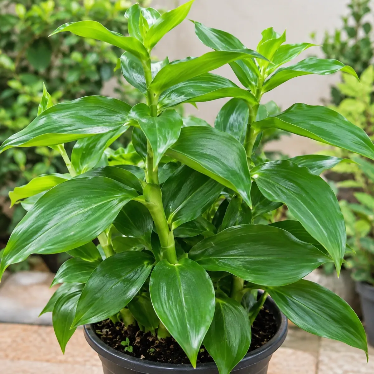 Insulin Plant